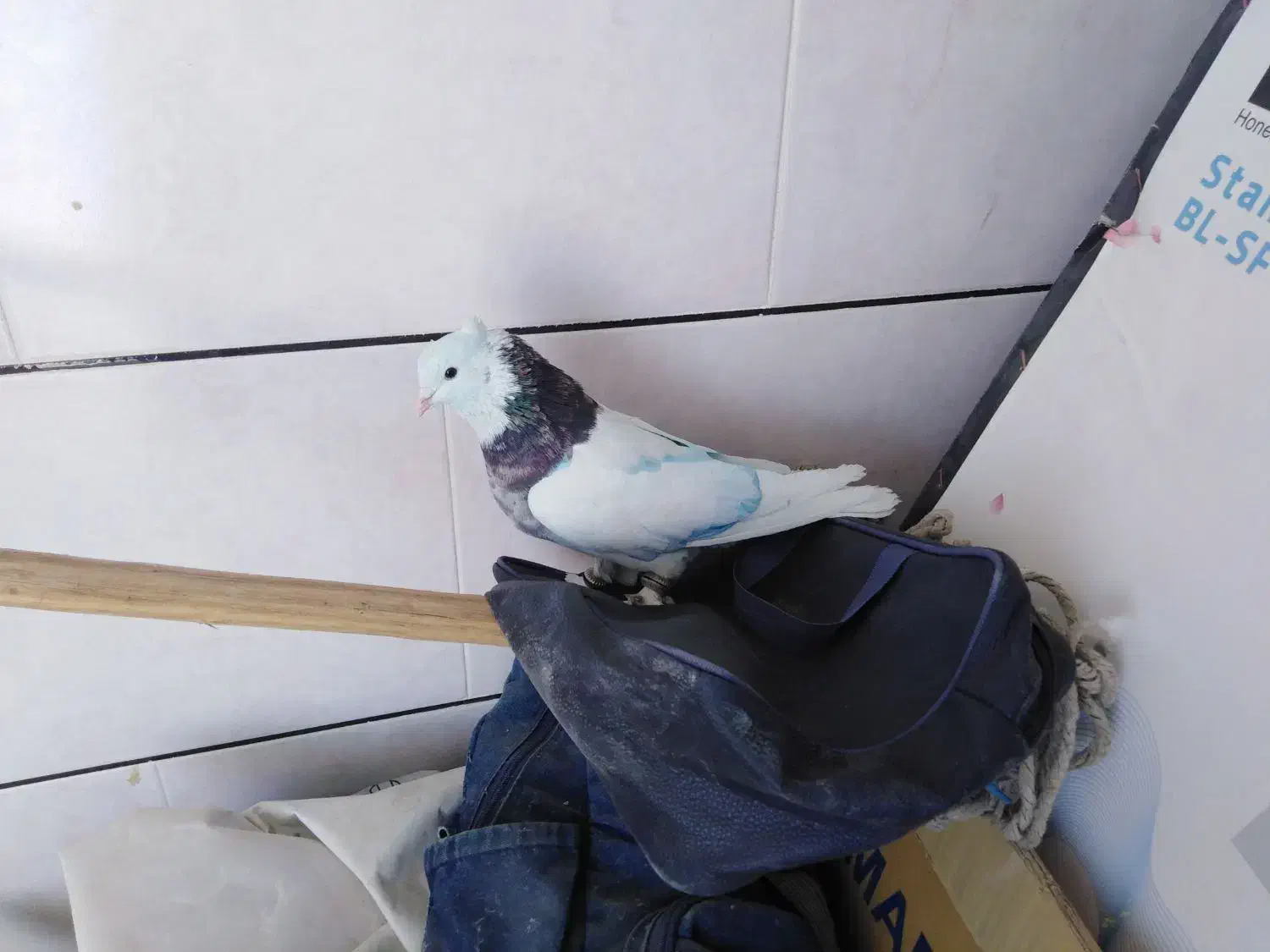 کبوتر طوقی هفت رنگ نر|پرنده|خمینی‌شهر, |دیوار