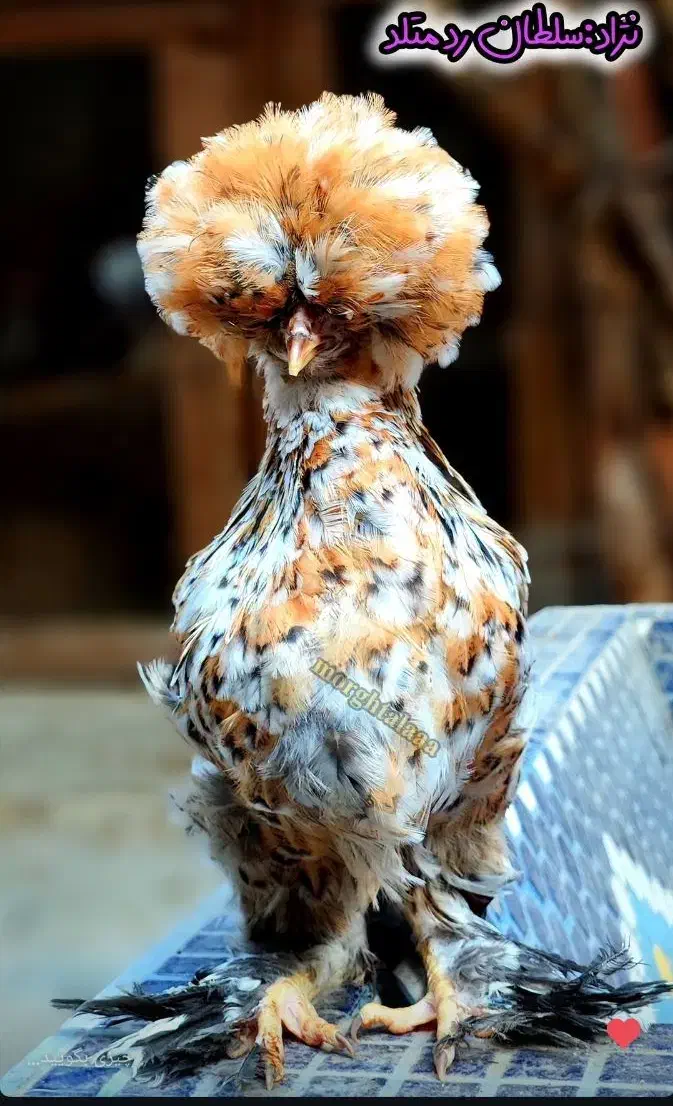 نیمچه در نژادهای برهما،پولند،سلطان،لهستانی|حیوانات مزرعه|اصفهان, بوستان ناژوان|دیوار