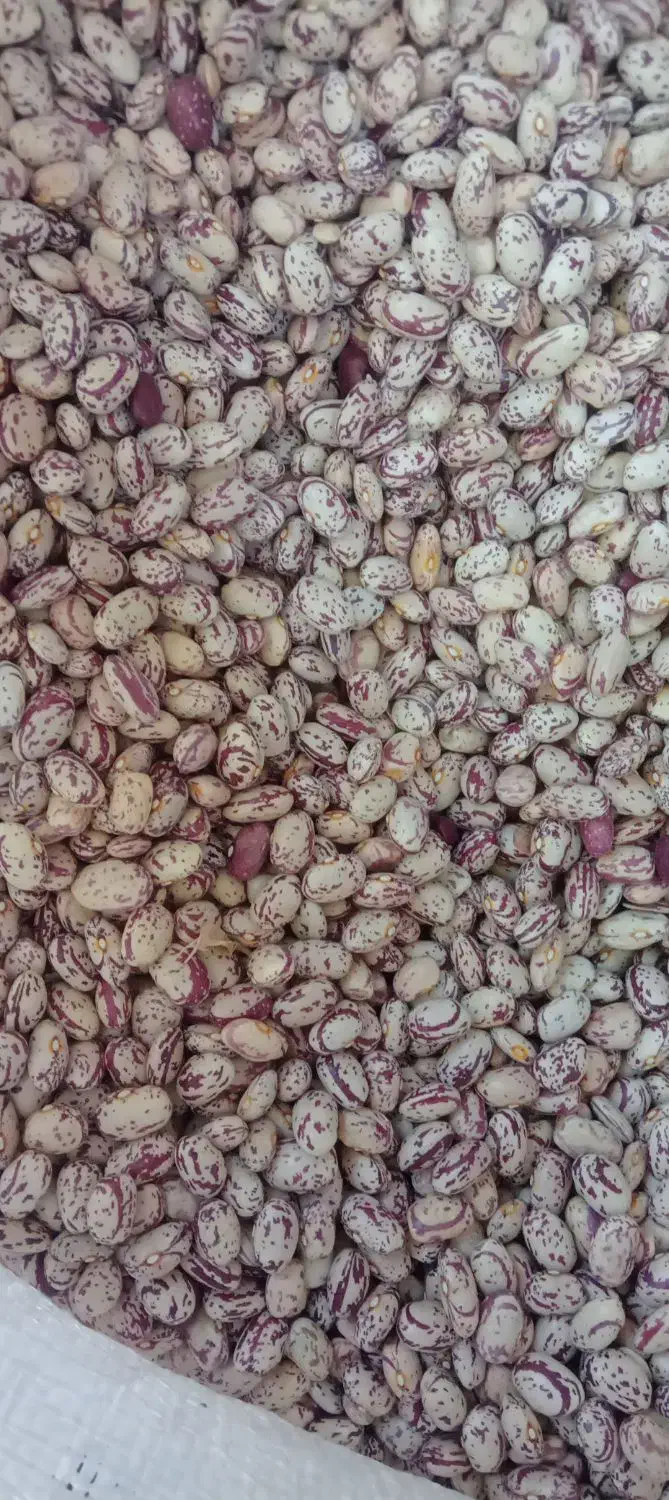 فروش لوبیا چیتی|حراج|سراب, |دیوار