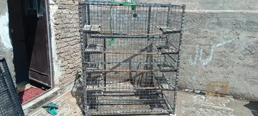 گنجه کفتر یا کبوتر|لوازم جانبی حیوانات|قرچک, باقرآباد|دیوار