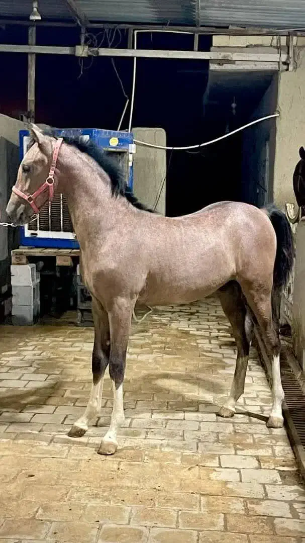 اسب عرب نریون درشت|اسب و تجهیزات اسبسواری|میبد, |دیوار