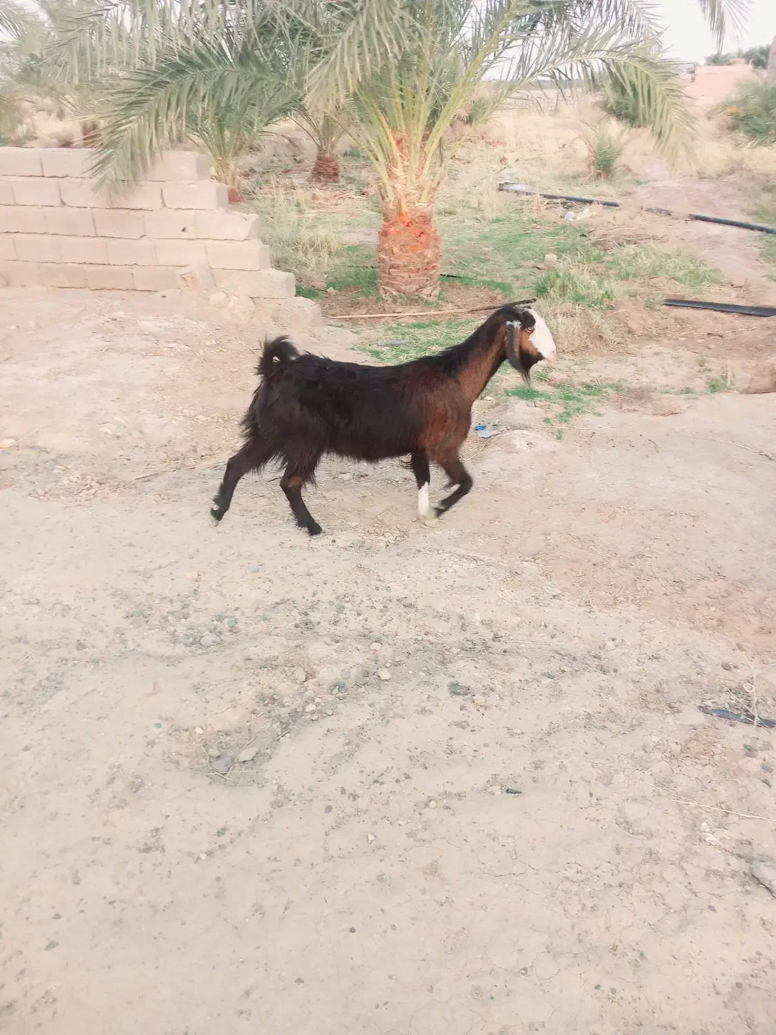 گوسفند|حیوانات مزرعه|بم, |دیوار