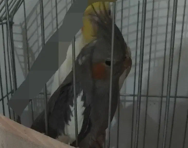 عروس هلندی دستی|پرنده|قرچک, محمد آباد|دیوار