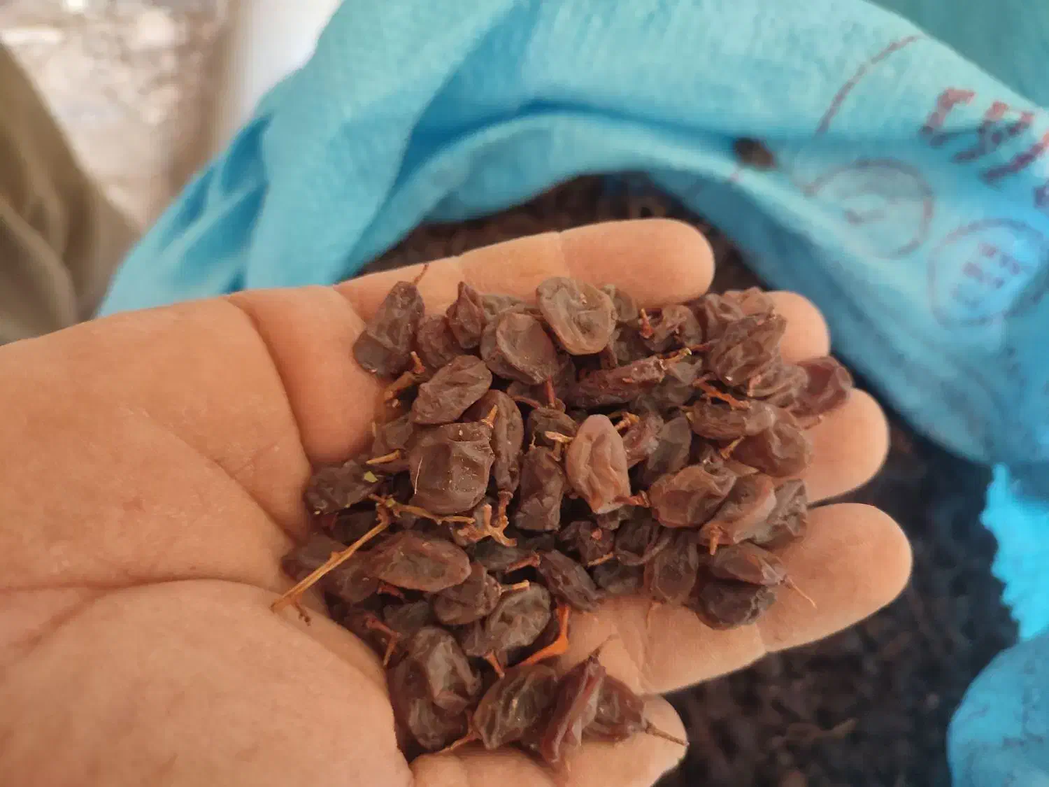 فروش کشمش و مویز(سیاه و رطبی)بش|خوردنی و آشامیدنی|شیراز, گویم|دیوار
