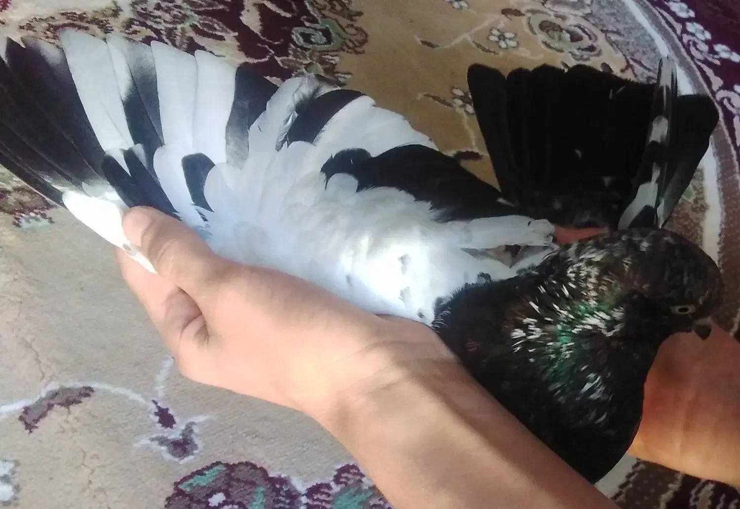 کفتر|پرنده|بندر ماهشهر, |دیوار