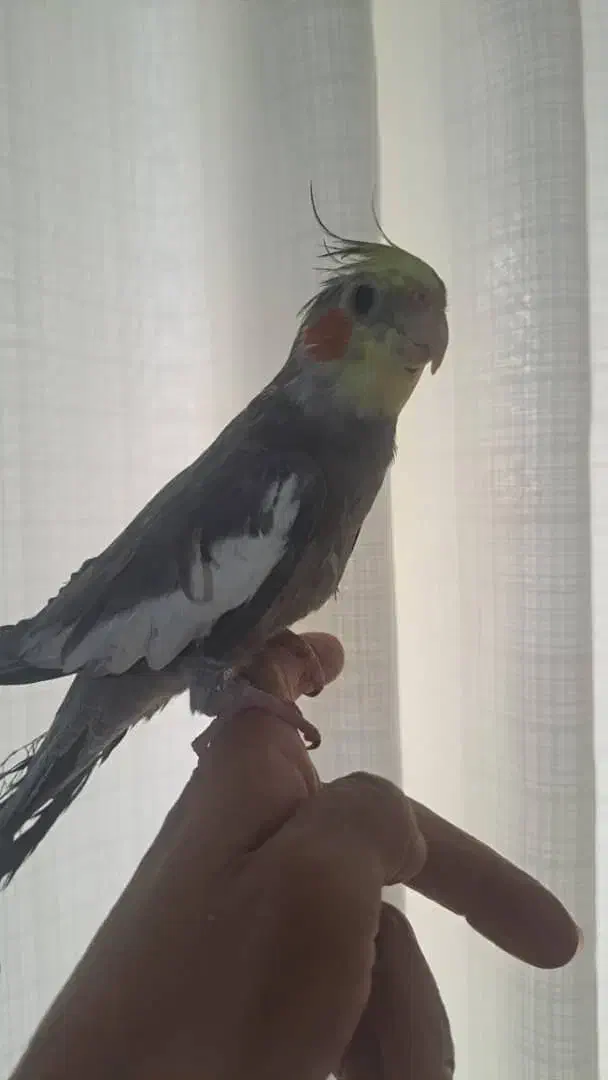 عروس هلندی ارام ودستی وسخنگو|پرنده|گالیکش, |دیوار