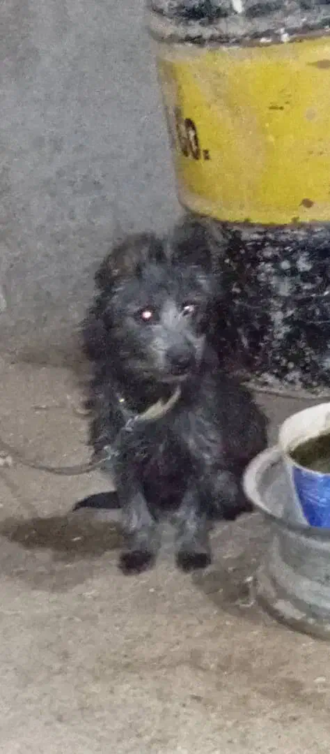 سگ پشمالو|سگ|هامون, |دیوار