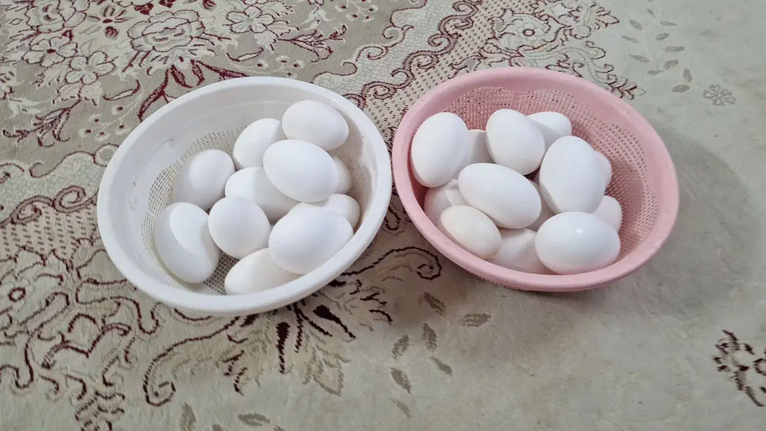 فروش تخم نطفه دار غاز و جوجه غاز و بوقلمون|حیوانات مزرعه|قائم‌شهر, |دیوار