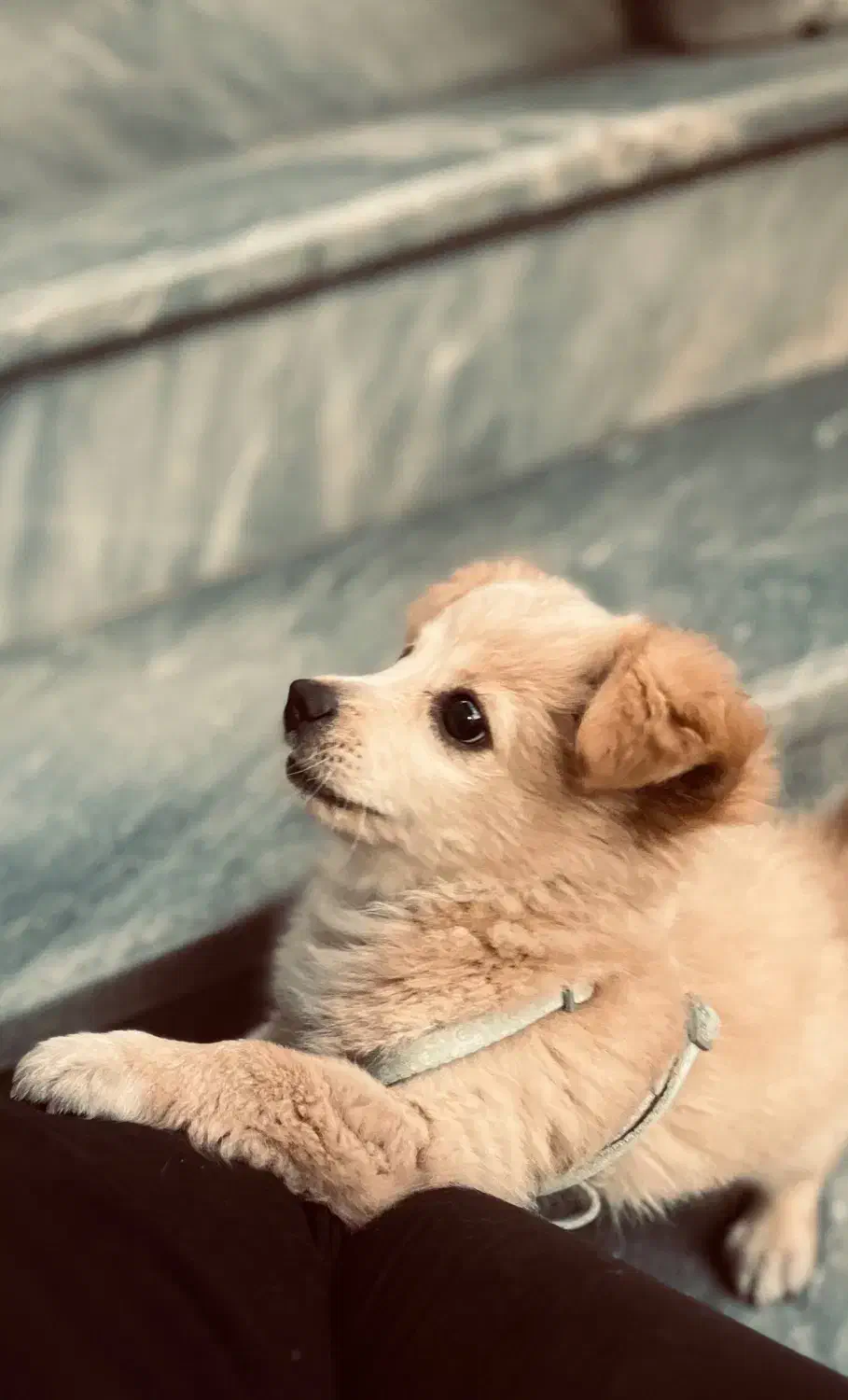 سگ پامرتریر|سگ|بندر انزلی, کارآموزی|دیوار