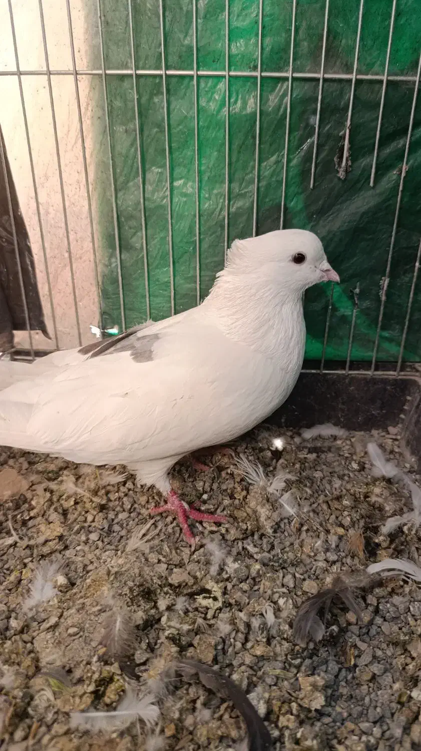 نر خال شستی قدیم|پرنده|گلپایگان, |دیوار