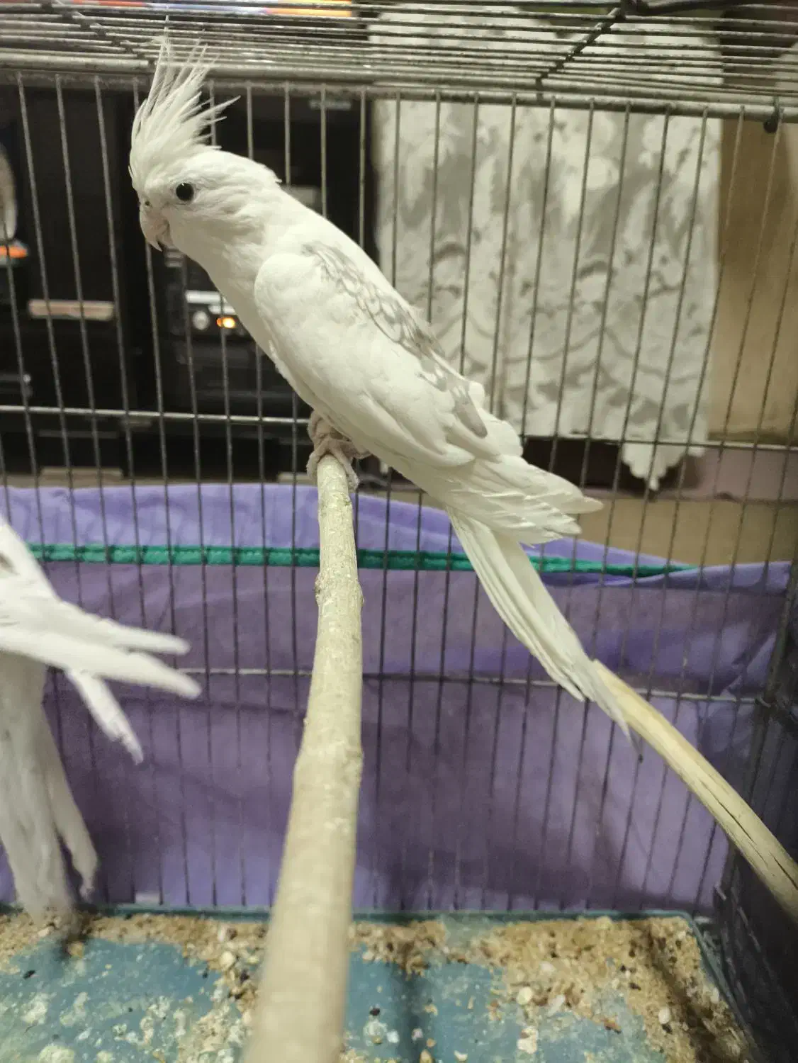 عروس هلندی معاوضه می‌کنم با جفت لوتینو رو جوجه|پرنده|کرمان, |دیوار