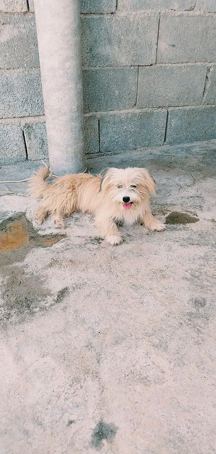 سگ خونگی|سگ|خورموج, |دیوار