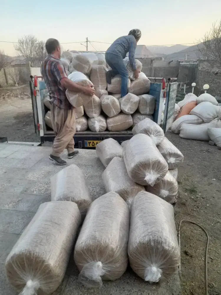 فروش علوفه هیدروپونیک دام سبک پرواری وسنگین شیری|حیوانات مزرعه|سبزوار, چهارراه فرودگاه|دیوار