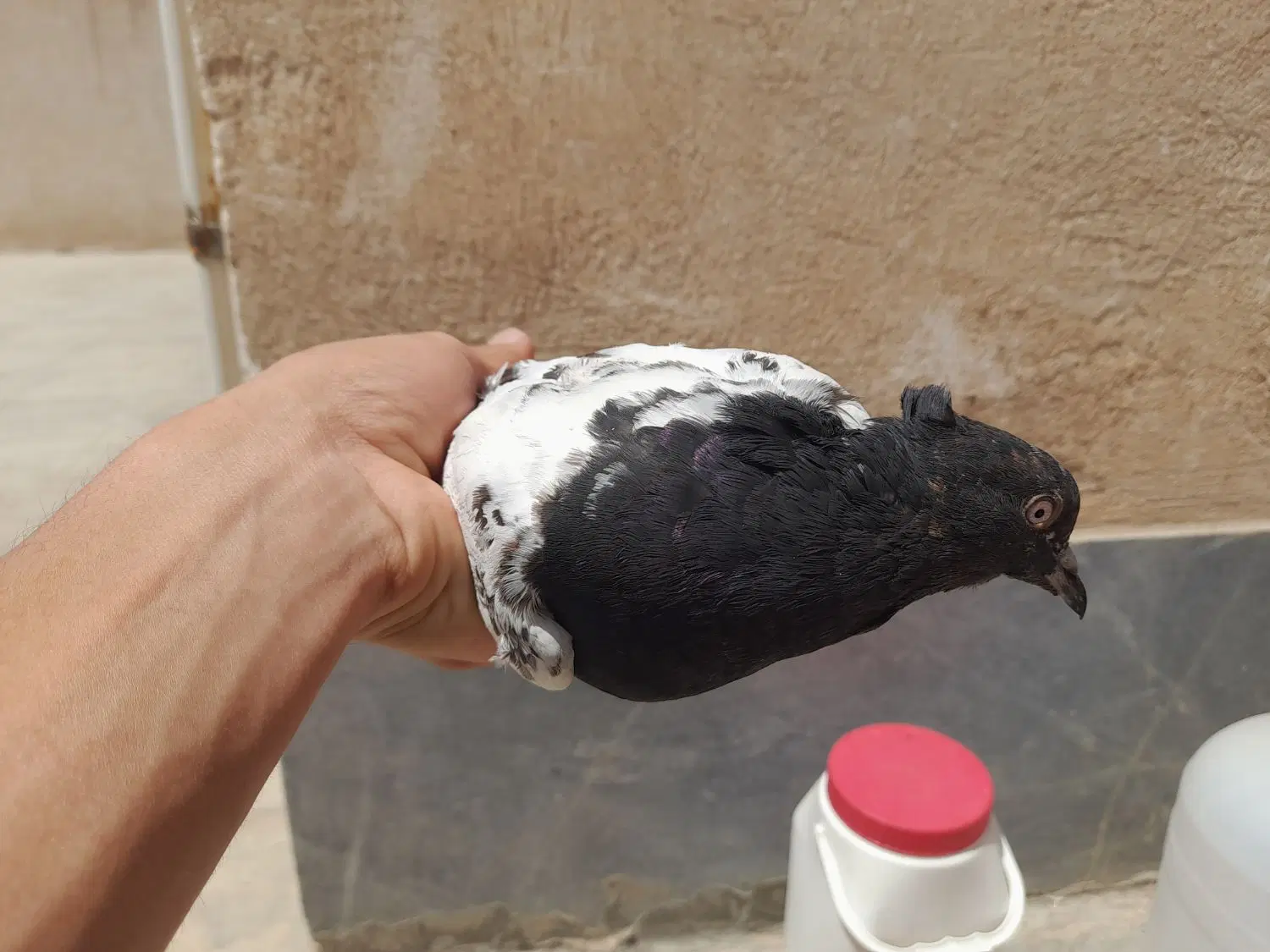 کفتر|پرنده|کرمان, |دیوار