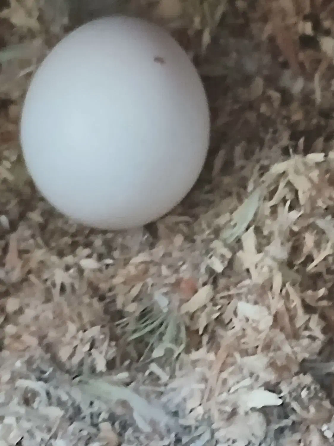 عروس هلندی|پرنده|اندیمشک, |دیوار