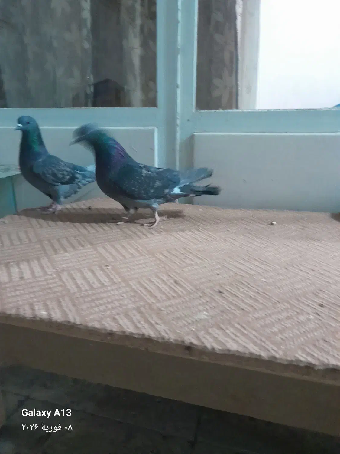 کبوتر تهرانی|پرنده|اصفهان, شاهد|دیوار