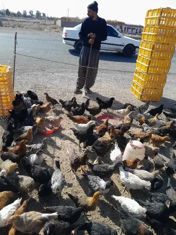 جوجه مرغ وخروس محلی|حیوانات مزرعه|سیرجان, |دیوار