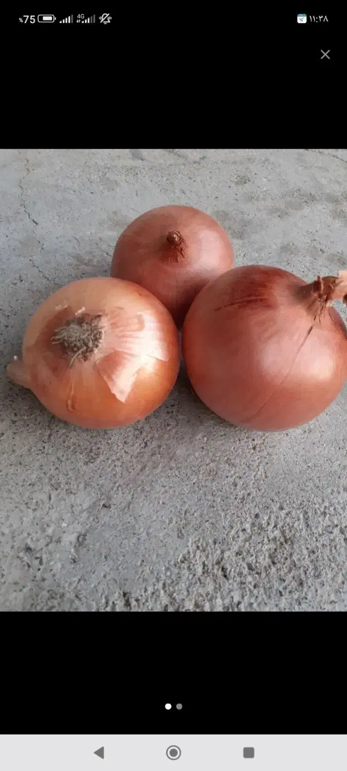 پیاز|خوردنی و آشامیدنی|روانسر, |دیوار