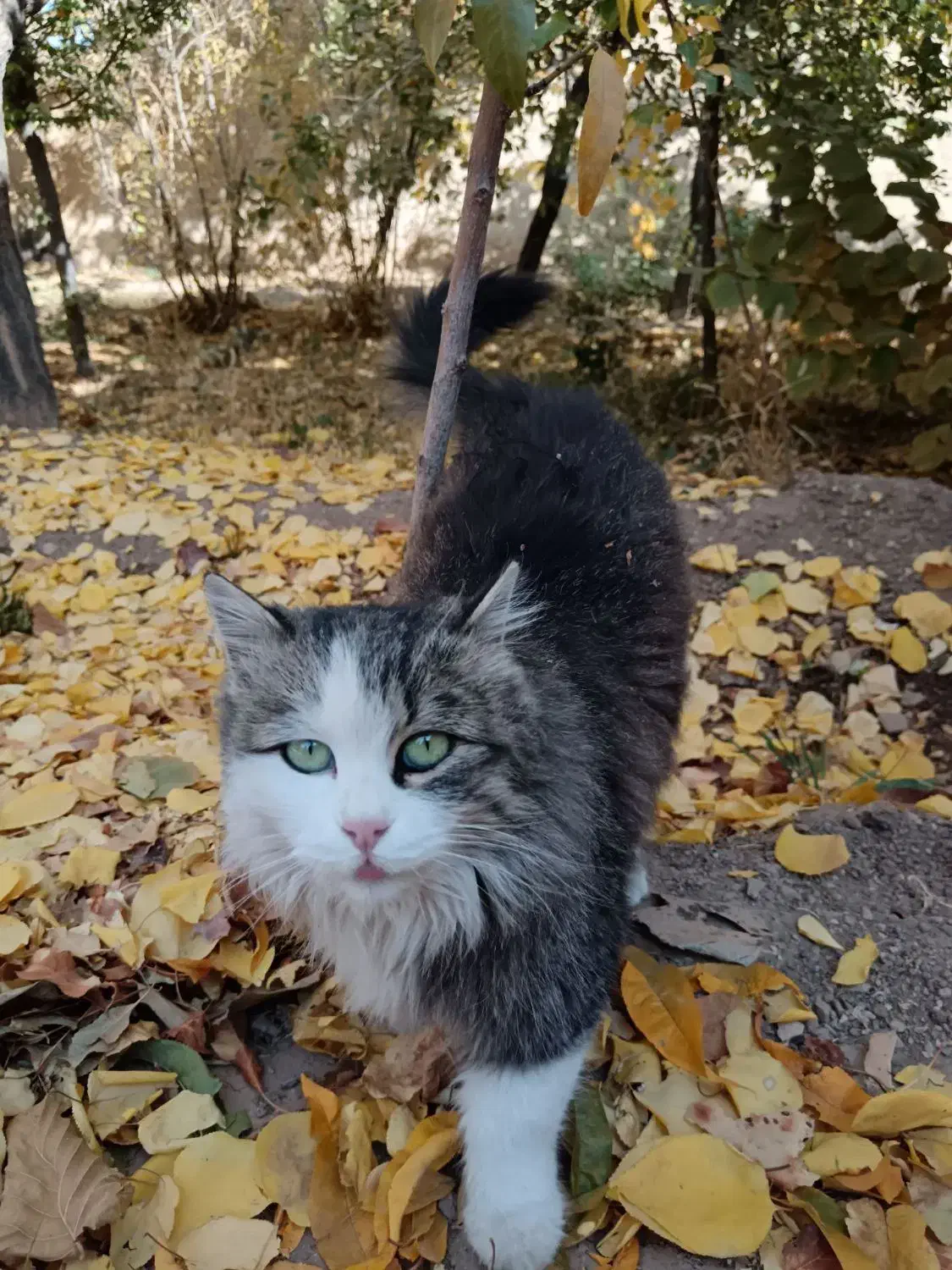 گربه خانگی|گربه|دهق, |دیوار