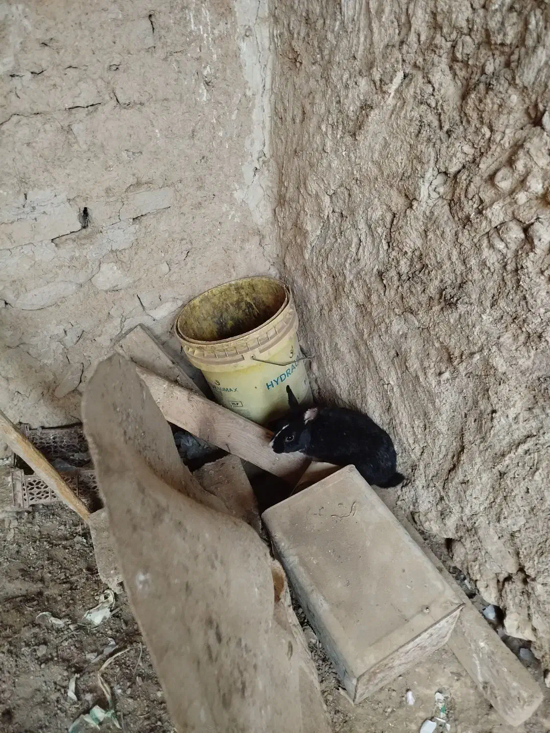 خر گوش|موش و خرگوش|لامرد, |دیوار