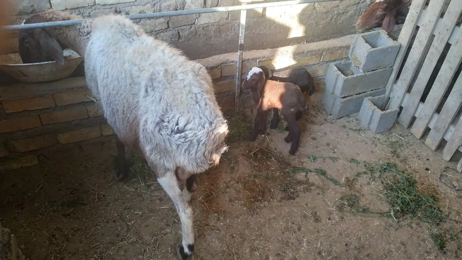 ۲عددبره ماده ومیش ۲قلو|حیوانات مزرعه|کاشان, دشت لتحر|دیوار