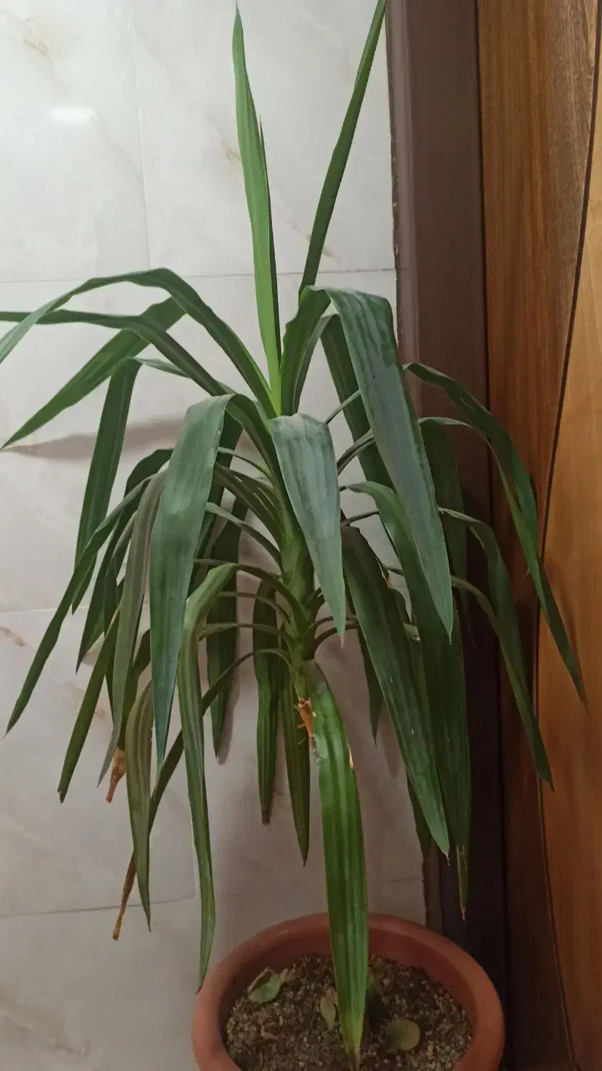 گل یوکا بزرگ و سرزنده همراه گلدان|گل و گیاه طبیعی|اصفهان, سرتاوه|دیوار