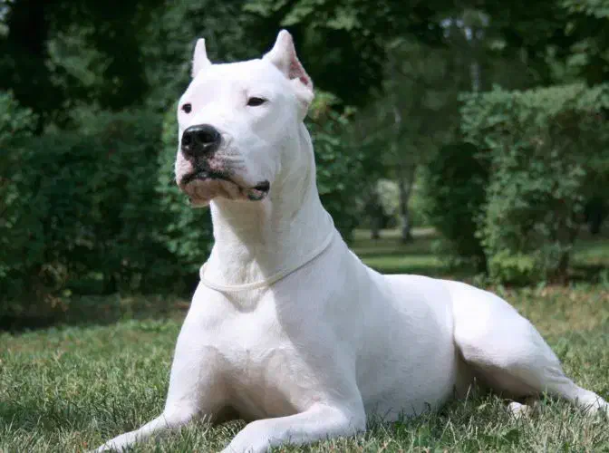 سگ دوگو پیدا شده|حیوانات|فشم, |دیوار