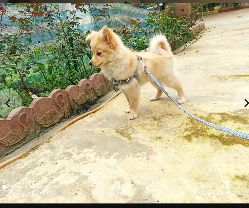 پامر روباهیی ۴ماهه|سگ|رودسر, |دیوار