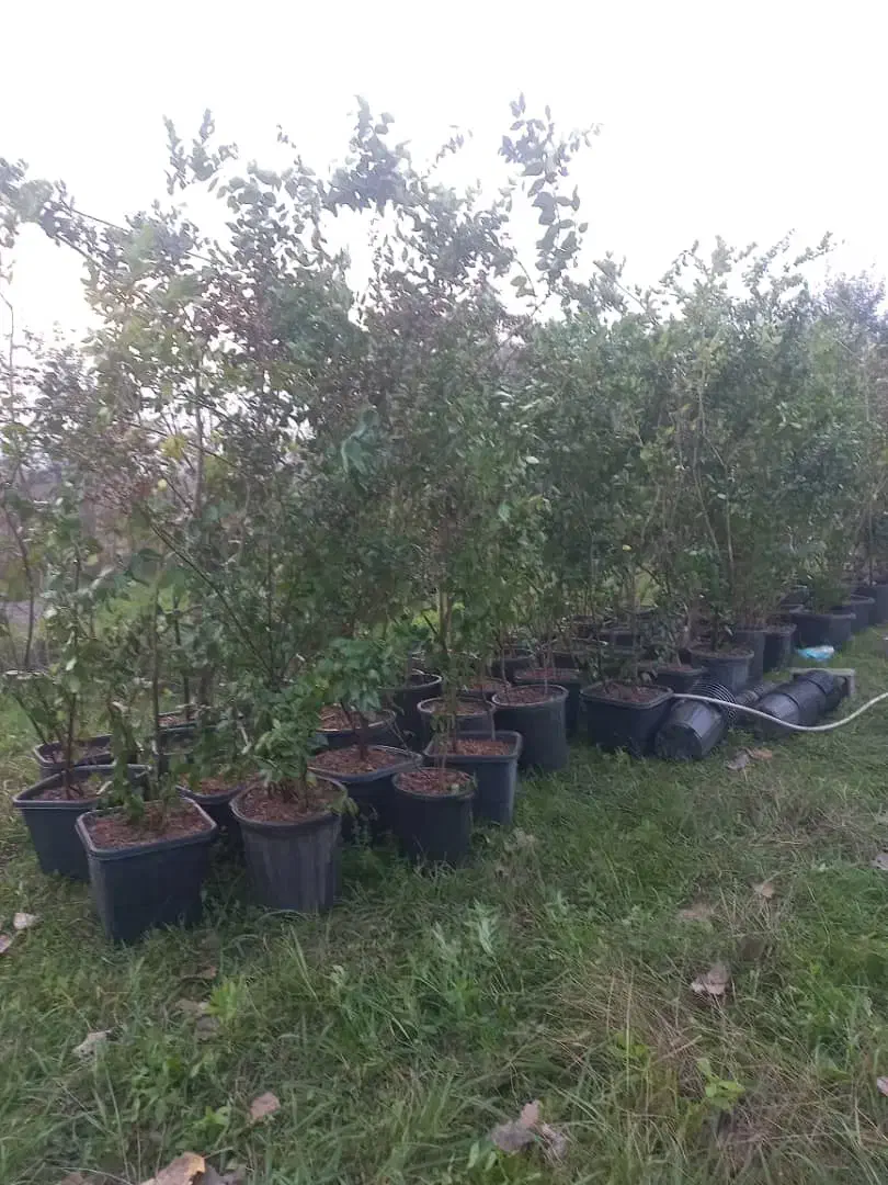 یاس هلندی|خدمات باغبانی و درختکاری|آستانه اشرفیه, |دیوار