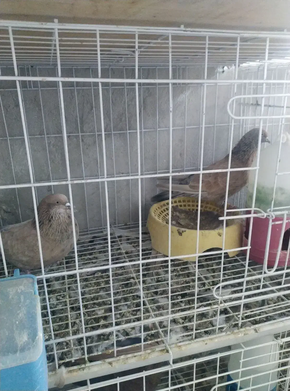 رنگی.دورگ|پرنده|باوی, |دیوار