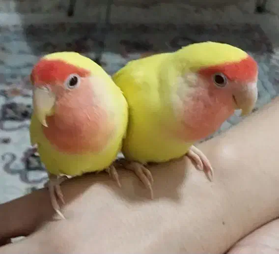 چهارتا طوطی برزیلی سخنگو|پرنده|شوشتر, |دیوار