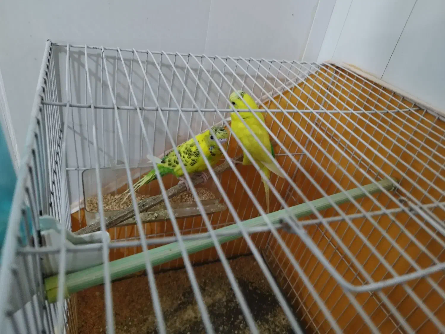 مرغ عشق|پرنده|لنجان, |دیوار