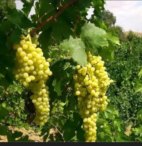 باغ انگور فروش فوری فوری|فروش زمین و ملک کلنگی|اردبیل, |دیوار