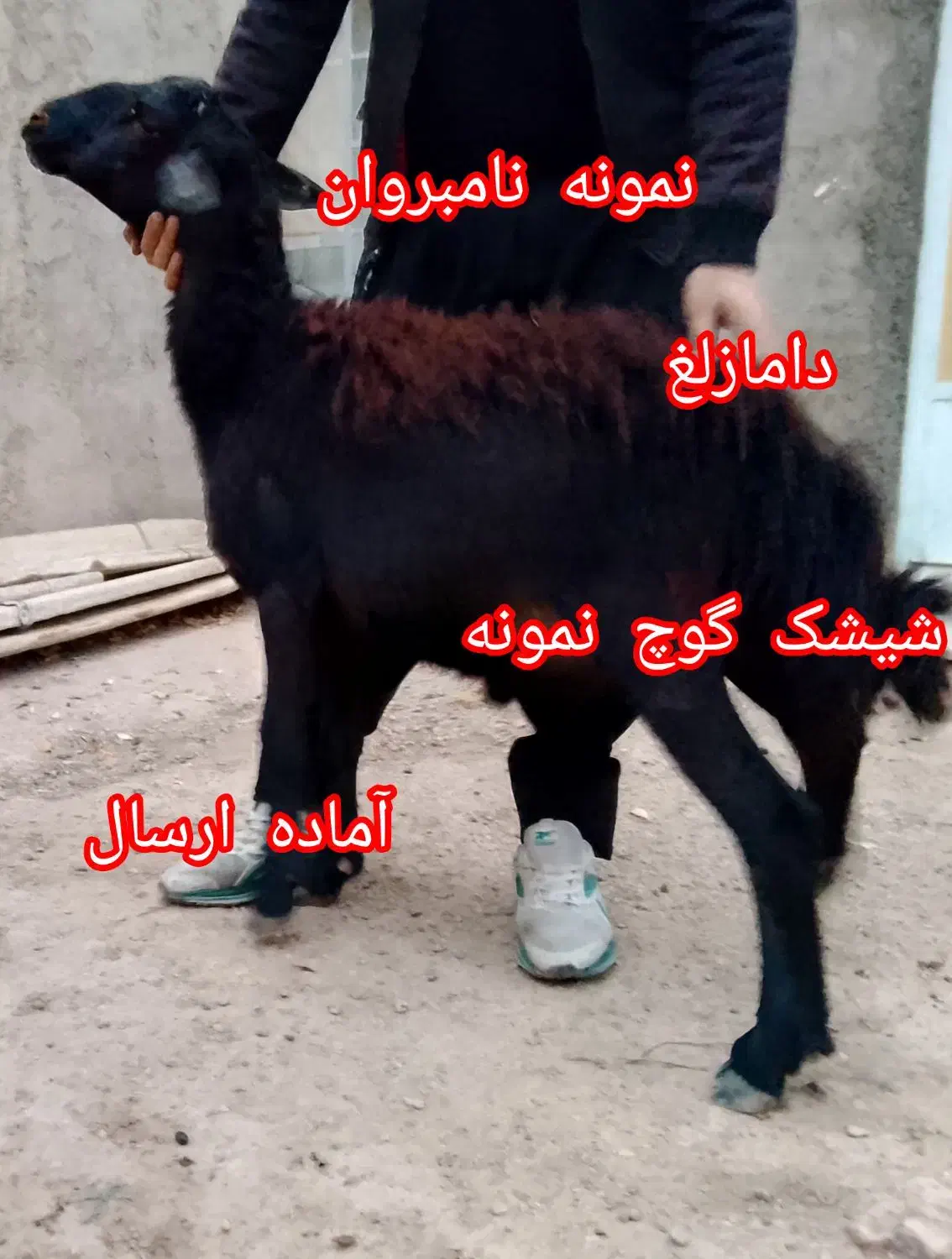 فروش گوچ نمونه نامبروان|حیوانات مزرعه|صائین قلعه, |دیوار
