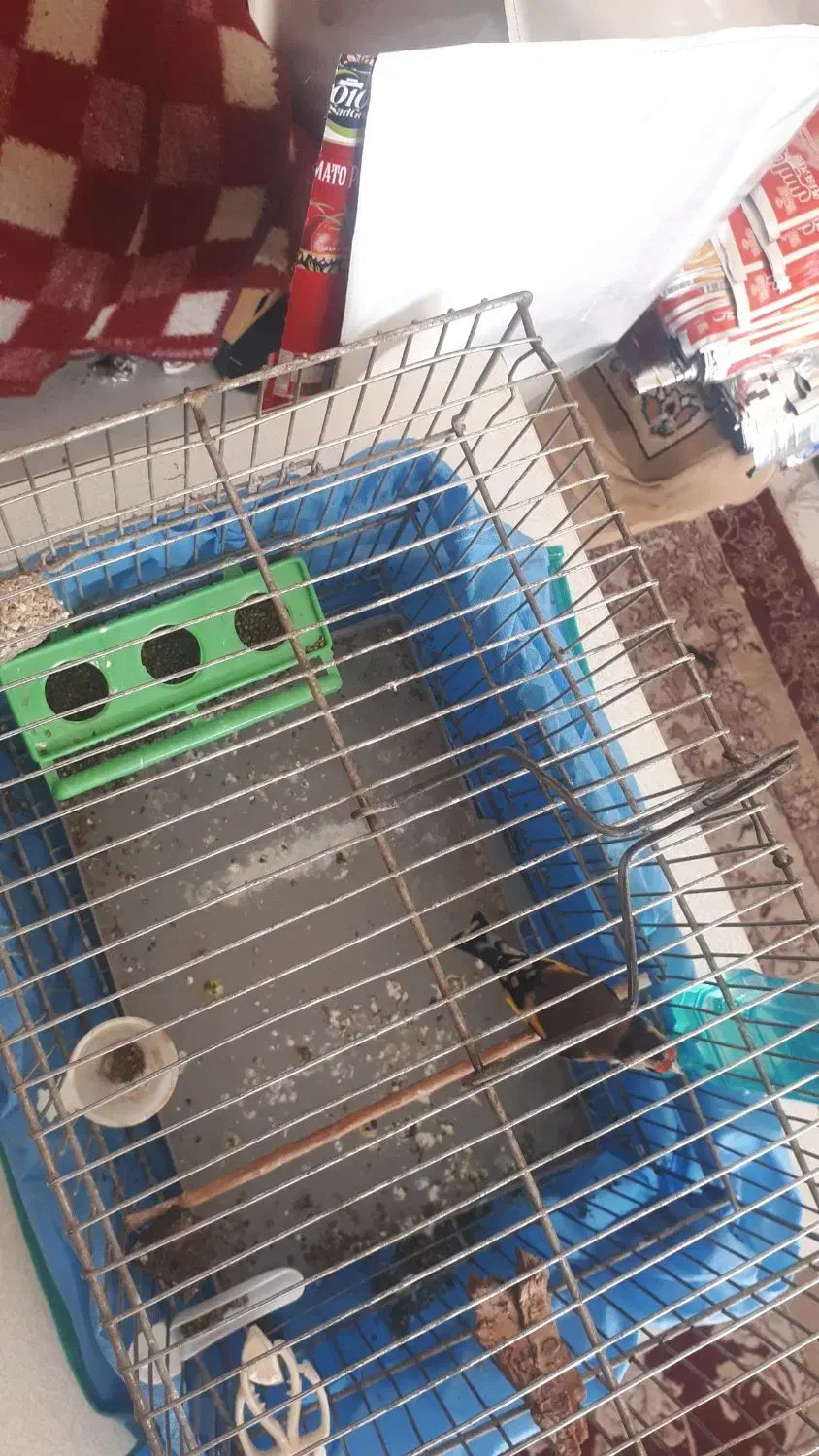 سهره نر|پرنده|هرسین, |دیوار