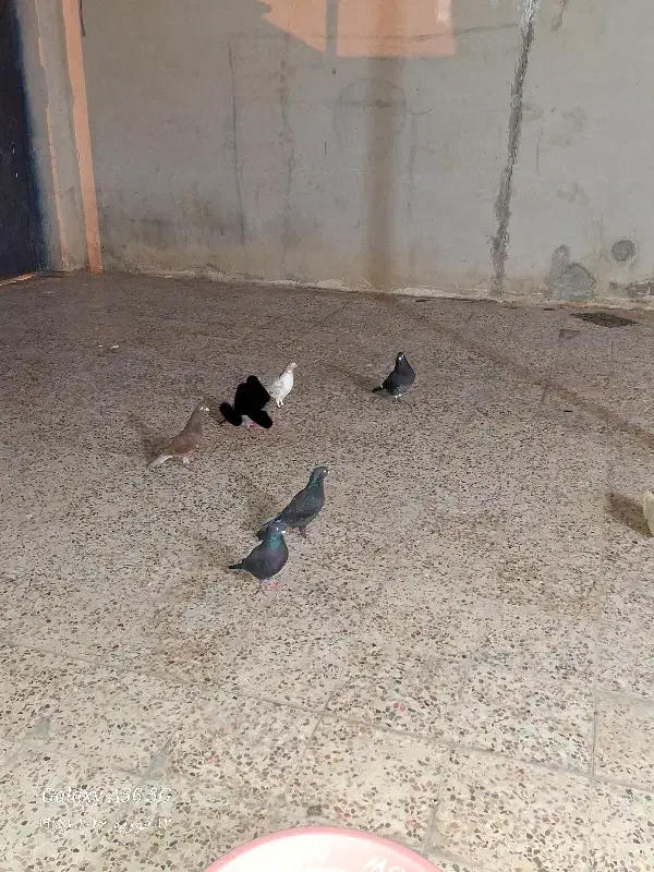 کبوتر|پرنده|دهدشت, |دیوار