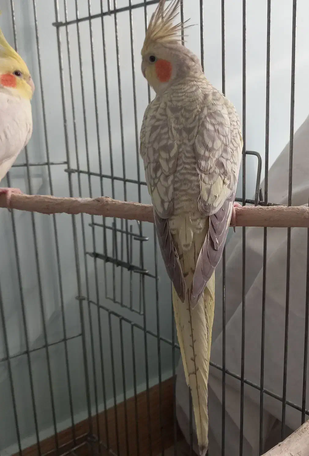 یک جفت طوطی عروس هلندی|پرنده|محمدیه-قزوین, |دیوار