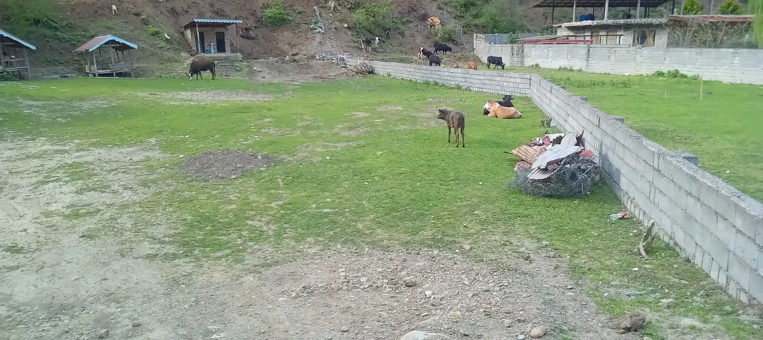 زمین ۲۵۳متر|فروش زمین و ملک کلنگی|شاندرمن, |دیوار