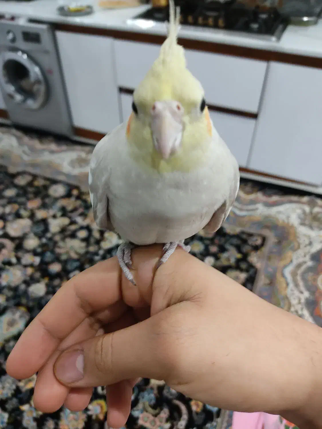 عروس هلندی نژاد خاکستری ماده تازه بالغ|پرنده|دورود, |دیوار