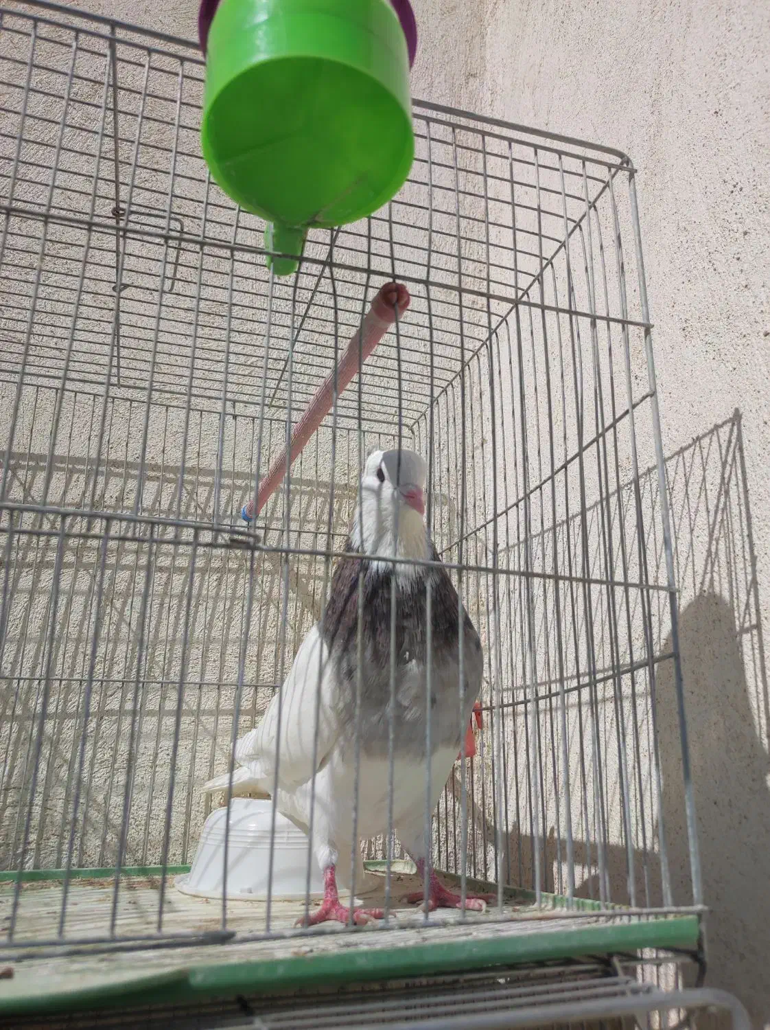 کبوتر طوقی نر|پرنده|اصفهان, مسجد مصلی|دیوار