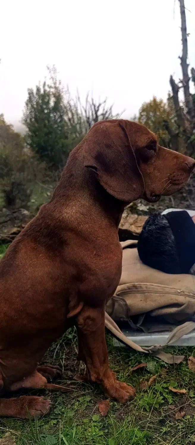 سگ شکاری ترافل حرفه ای|سگ|فراغی, |دیوار