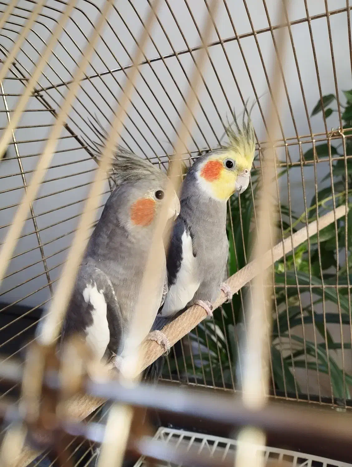 عروس هلندی|پرنده|تهران, گلستان (شهرک راه آهن)|دیوار