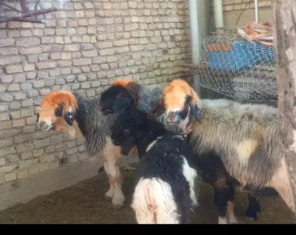 ۳تا میش بختیاری|حیوانات مزرعه|بابا حیدر, |دیوار