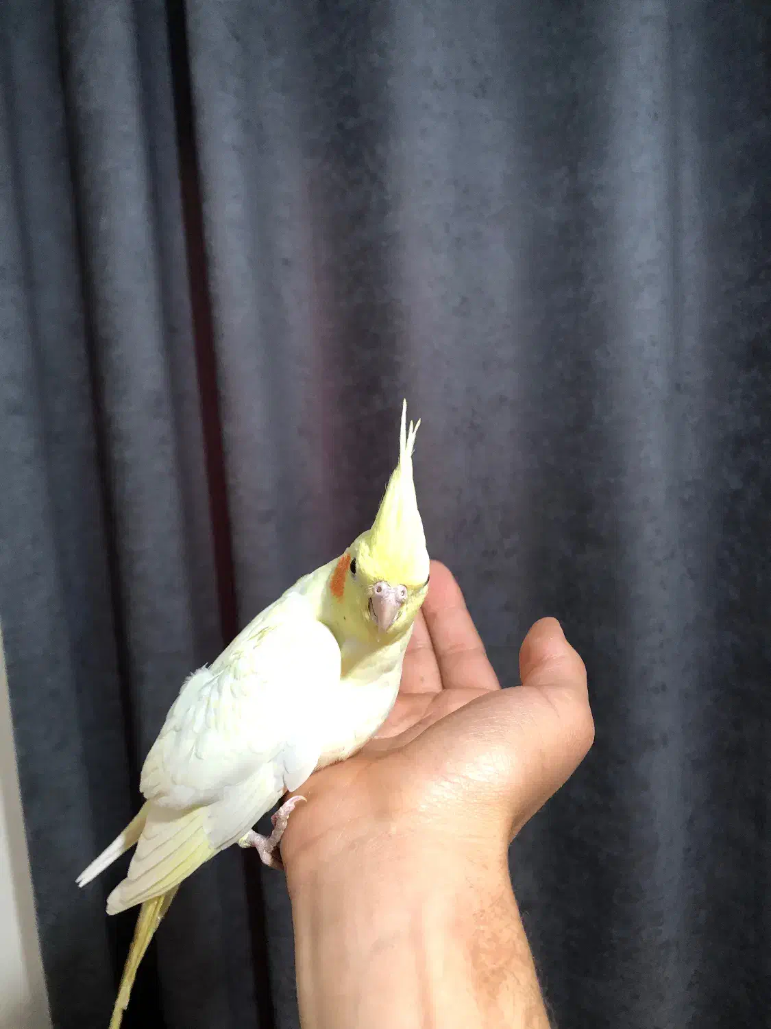 جوجه عروس 3ماهه|پرنده|شهریار, رضی آباد پایین|دیوار