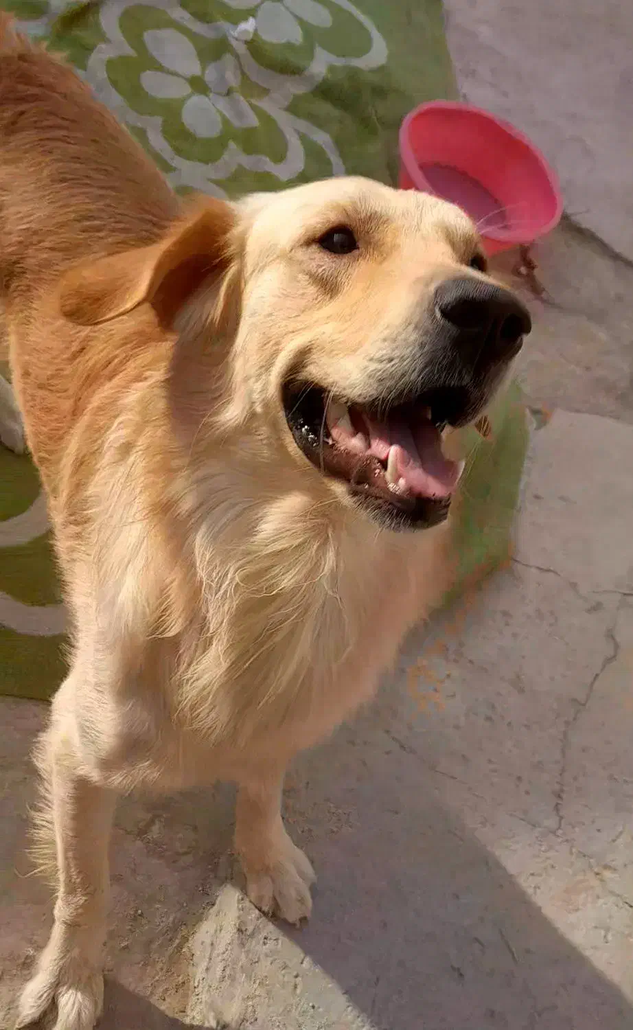 سگ گلدن رتریور نر|سگ|بوشهر, |دیوار