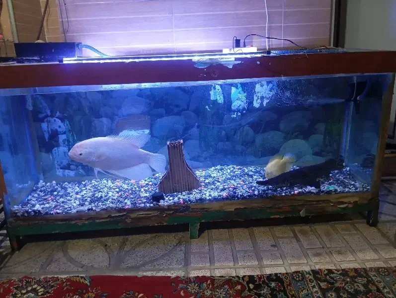 اکواریوم|ماهی|پاکدشت, پاکدشت (مامازند)|دیوار