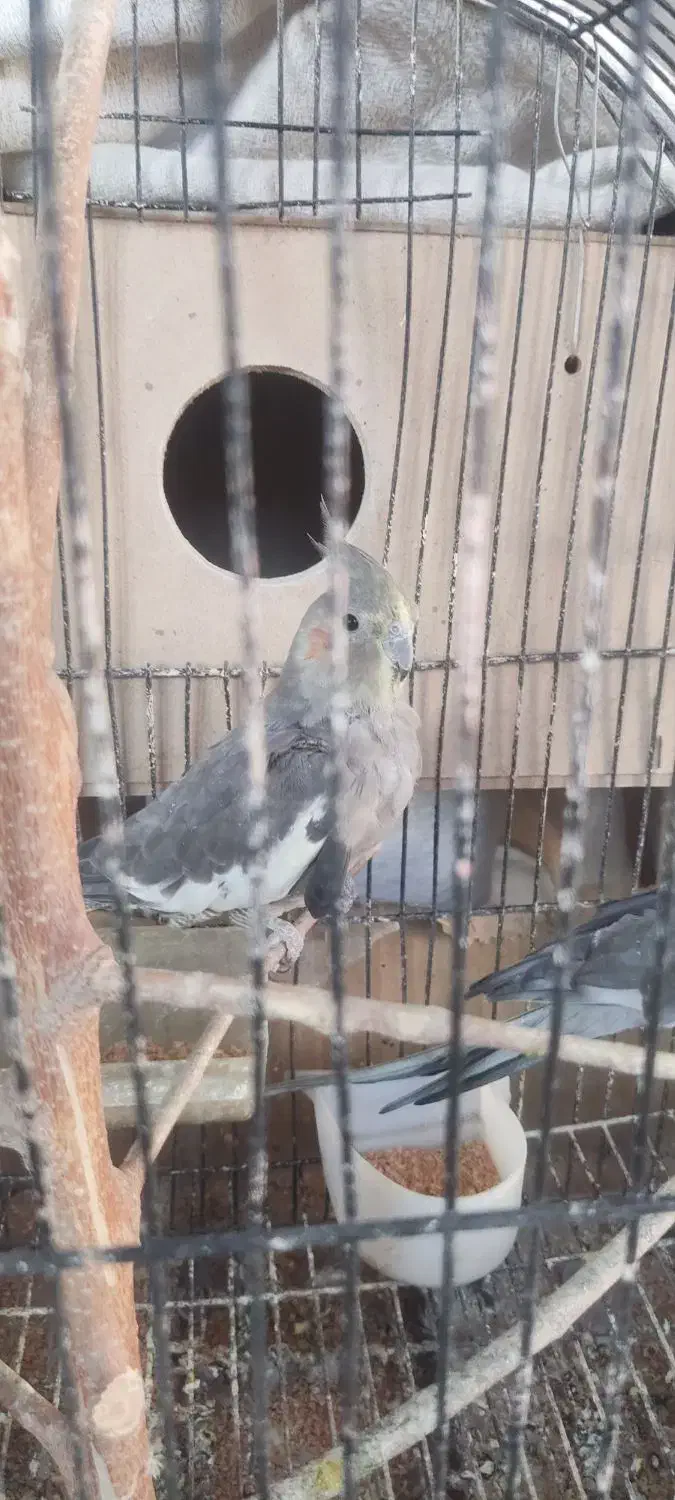 ۲ سال که دارم تنها هستش میخوام بفروشم|پرنده|گنبد کاووس, |دیوار