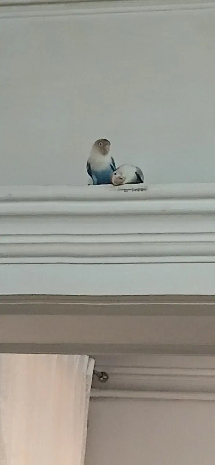 ۳عدد عروس هلندی و ۳عدد کوتوله|پرنده|مشهد, خین عرب|دیوار