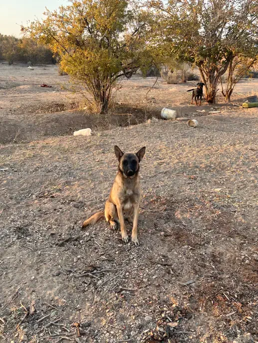 واگذازی سگ روتوایلر ،مالینویز|سگ|نجف‌آباد, یزدانشهر|دیوار