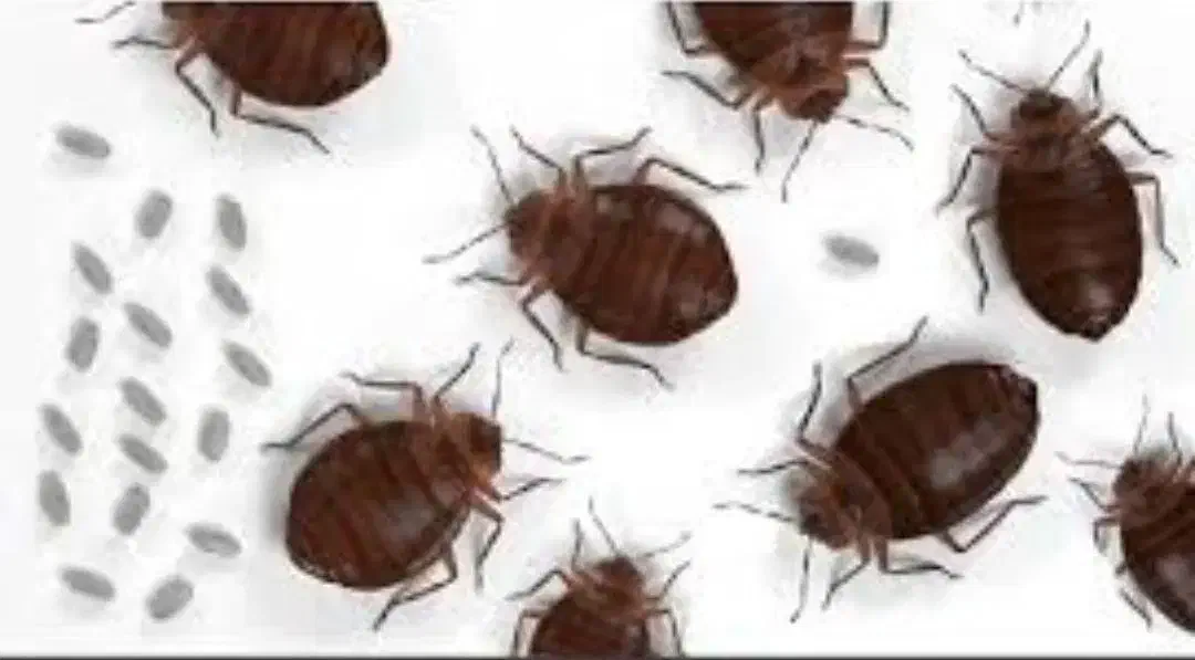 سمپاشی سوسک وسایل کنه سم پاشی موش عقرب با ضمانت|خدمات نظافت|مشهد, توس (بلوار توس)|دیوار